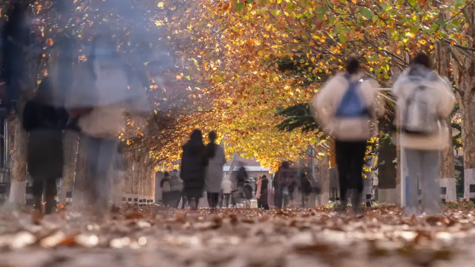 A tree-lined avenue in autumn.
